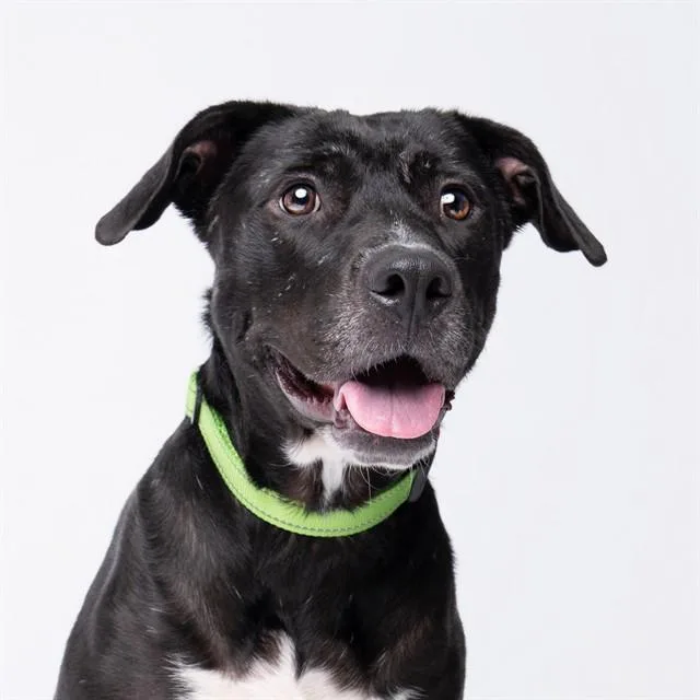 An adult large-sized female Black Mouth Cur dog named Beatrice for adoption in Pearland, TX