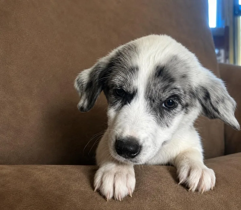 A baby medium-sized female Great Pyrenees dog named Ears for adoption in Colorado Springs, CO