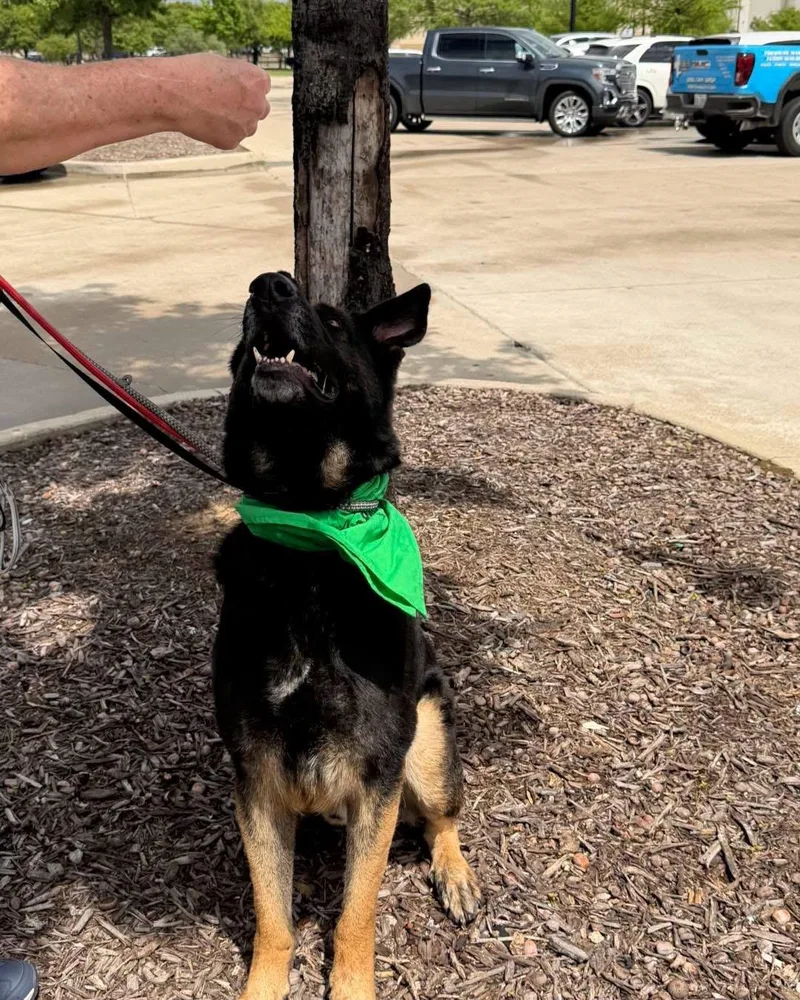 A young large-sized male Black German Shepherd Dog dog named Moe Midnight for adoption in New Rochelle, NY