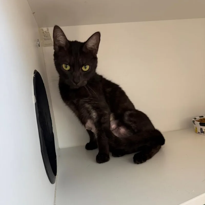 A young medium-sized female Black Domestic Short Hair cat named Sonya for adoption in Port Richey, FL