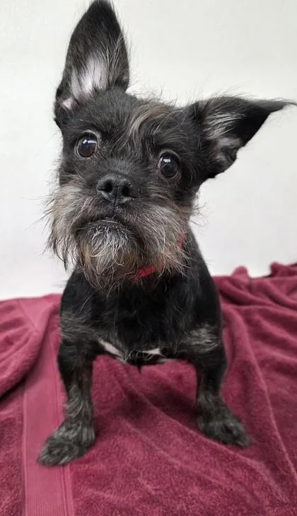 An adult medium-sized male Terrier dog named Jaxson for adoption in Phoenix, AZ
