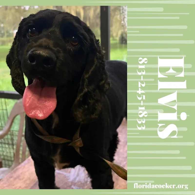 An adult small-sized male Cocker Spaniel dog named Elvis for adoption in Land O Lakes, FL