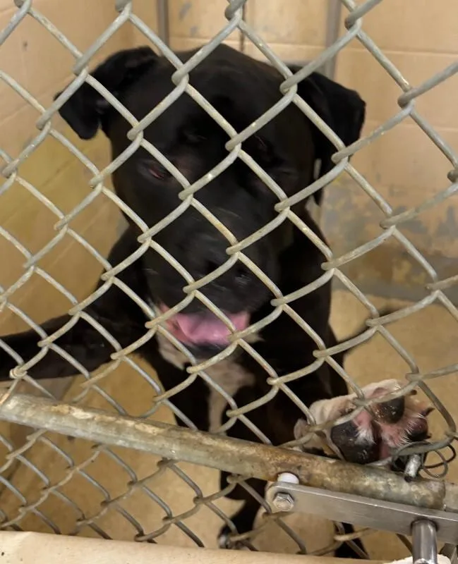 A senior large-sized male Black Mixed Breed dog named Chilton for adoption in Cincinnati, OH