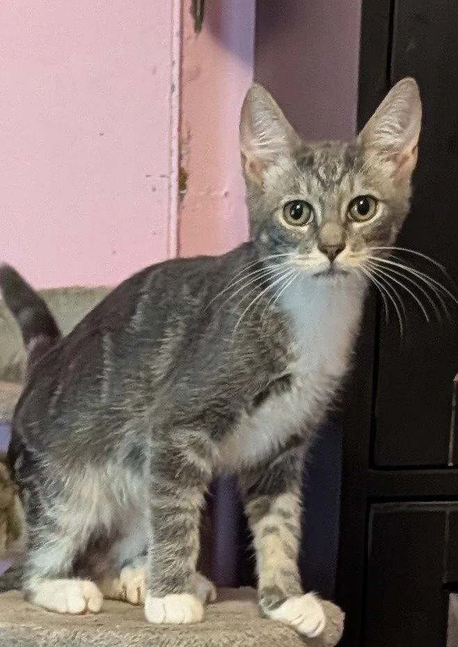A young medium-sized male Gray & White Domestic Short Hair cat named Chase for adoption in Pompano Beach, FL