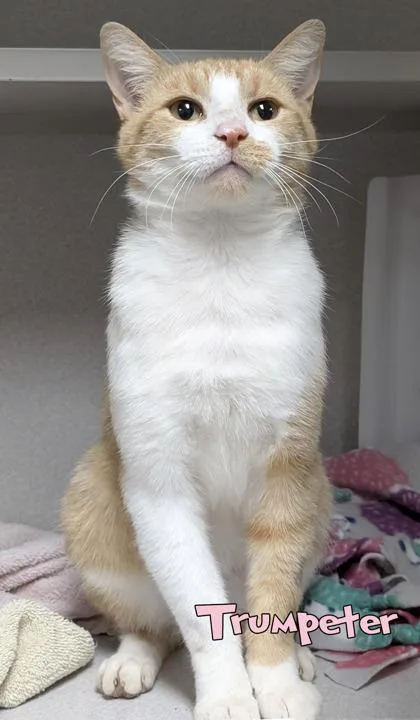 An adult medium-sized male Domestic Short Hair cat named Trumpeter for adoption in Mason, MI