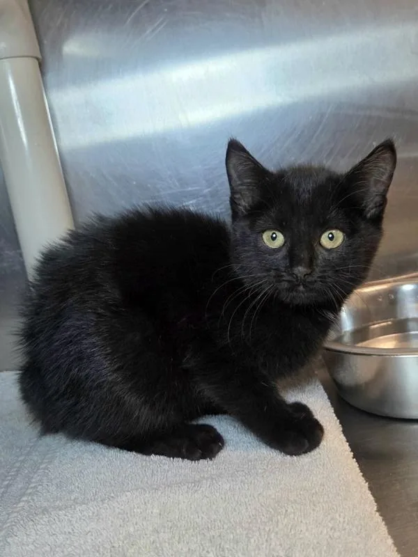 A baby small-sized male Domestic Short Hair cat named Bobby Hill for adoption in Millersville, MD