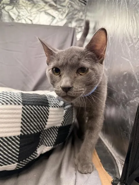 A baby medium-sized male Domestic Short Hair cat named Smoke for adoption in Appling, GA
