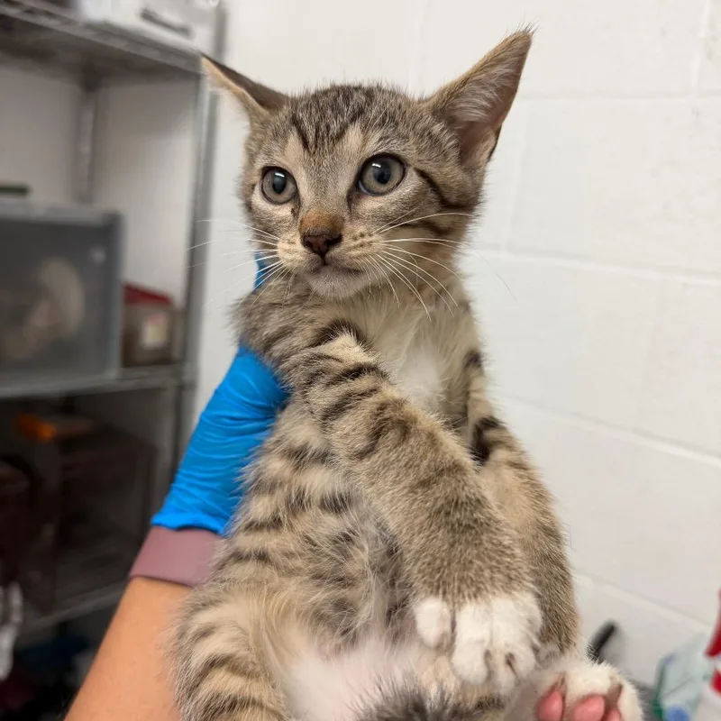 A baby small-sized female Brown / Chocolate Domestic Short Hair cat named Granola for adoption in Edinburg, TX