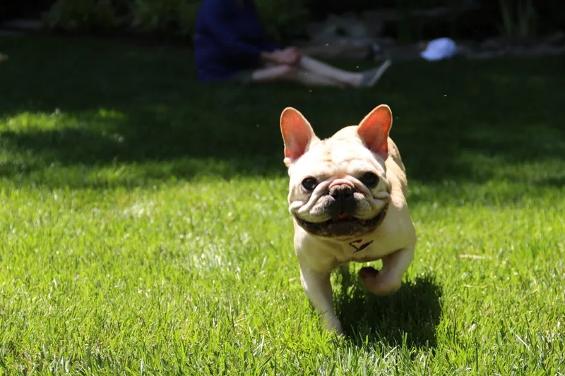 An adult medium-sized male Golden French Bulldog dog named Henry for adoption in POTOMAC, MD