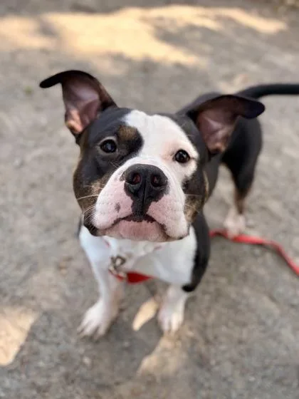 An adult large-sized male Mixed Breed dog named Friar for adoption in Fairfax, VA