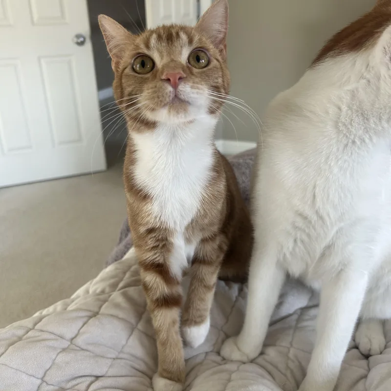 A young medium-sized male Orange & White Domestic Short Hair cat named Annie & Butcher for adoption in Philadelphia, PA
