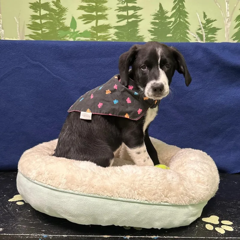 A baby medium-sized male Border Collie dog named Chapman for adoption in Logan, UT