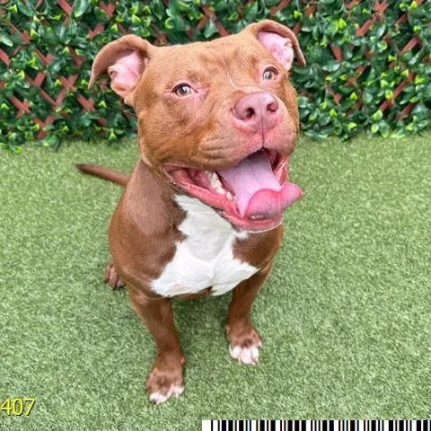 An adult medium-sized male Brown / Chocolate Mixed Breed dog named Chili for adoption in West Palm Beach, FL