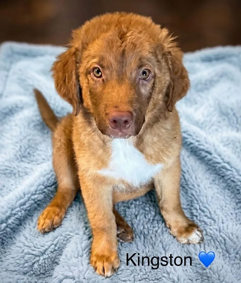 A baby small-sized male Australian Shepherd dog named Kingston for adoption in Rockwall, TX