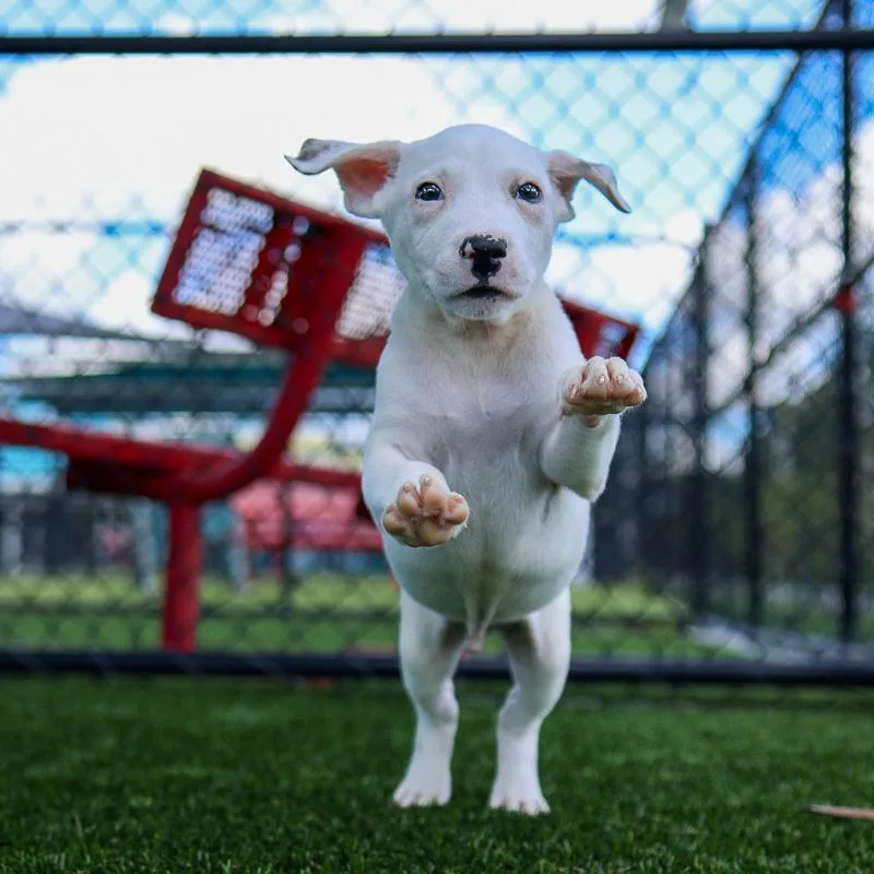 A baby medium-sized male White / Cream Mixed Breed dog named Scratch for adoption in Bradenton, FL