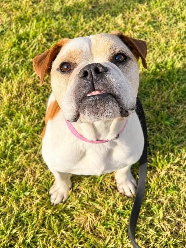 An adult small-sized female English Bulldog dog named Miss Maya for adoption in Houston, TX