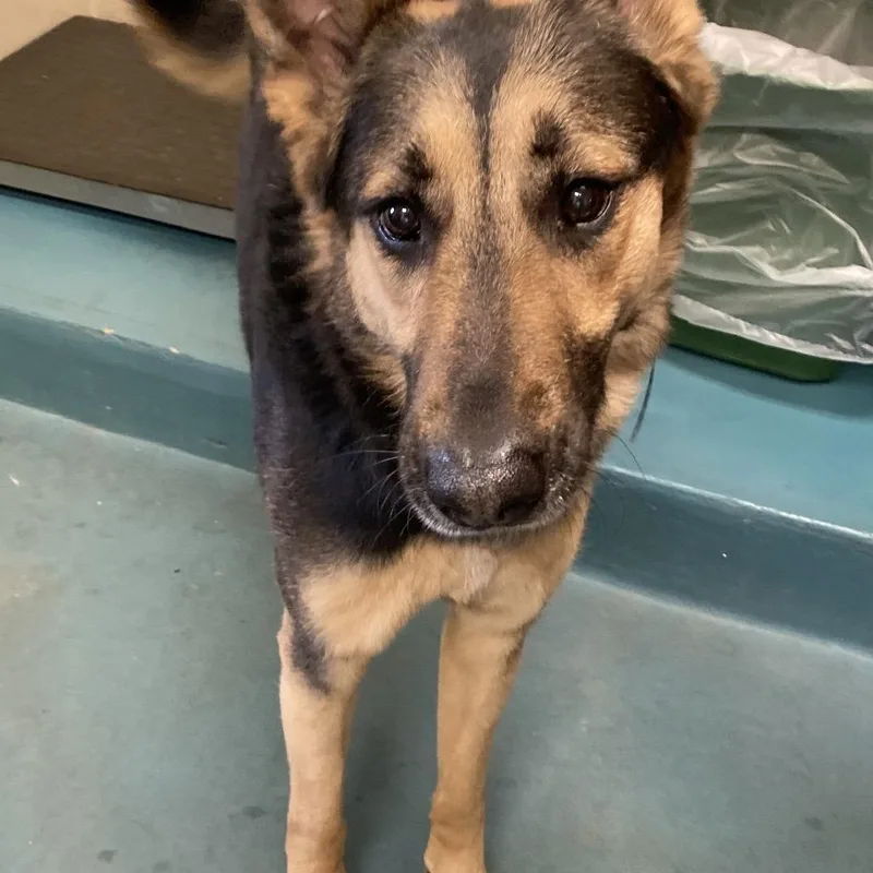 An adult large-sized male Mixed Breed dog named Rezkin for adoption in Memphis, TN