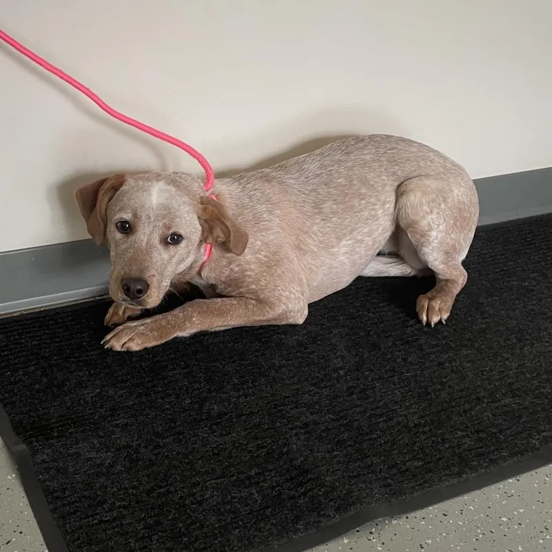 A young medium-sized female Red / Chestnut / Orange Cattle Dog dog named Sweet Pea for adoption in Galax, VA