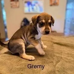 A baby medium-sized female Tricolor (Brown, Black, & White) Hound dog named Gremy for adoption in Lexington, KY