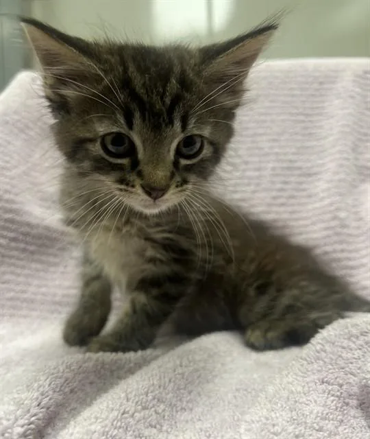 A baby small-sized male Domestic Short Hair cat named Jay for adoption in Ontario, CA