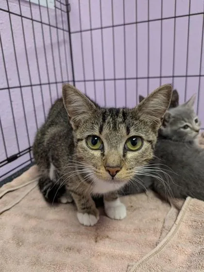A baby small-sized female Domestic Short Hair cat named 61709039 for adoption in El Paso, TX