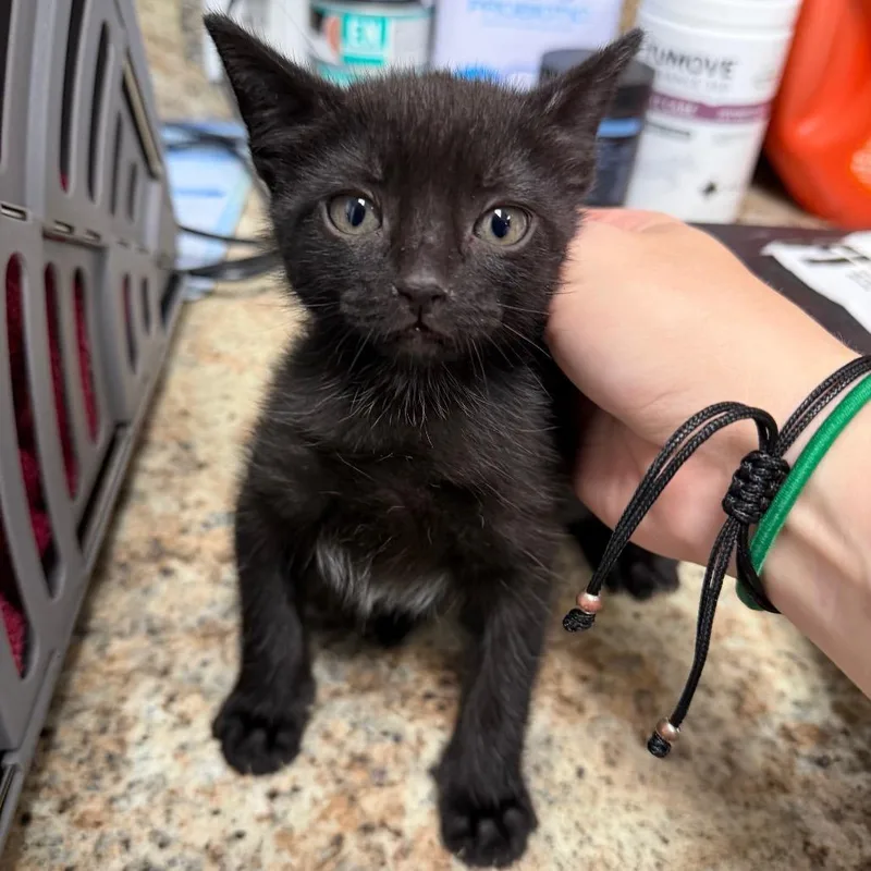 A baby small-sized male Black Siamese cat named Lime for adoption in Dickinson, TX