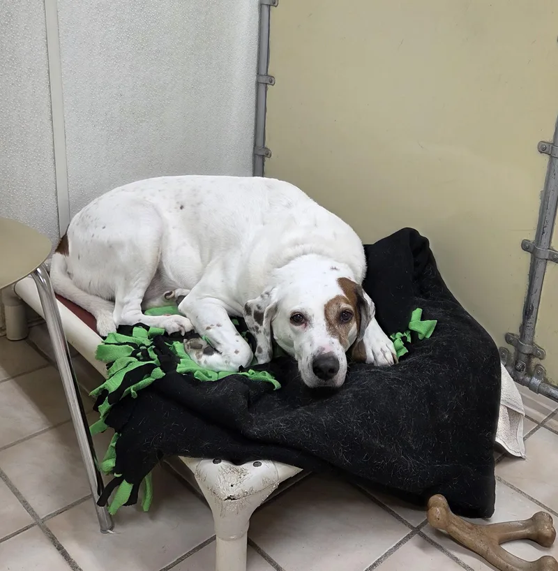A senior large-sized male White / Cream Hound dog named Danny Boy for adoption in Carsonville, MI