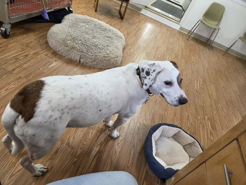 Danny Boy thumbnail 2