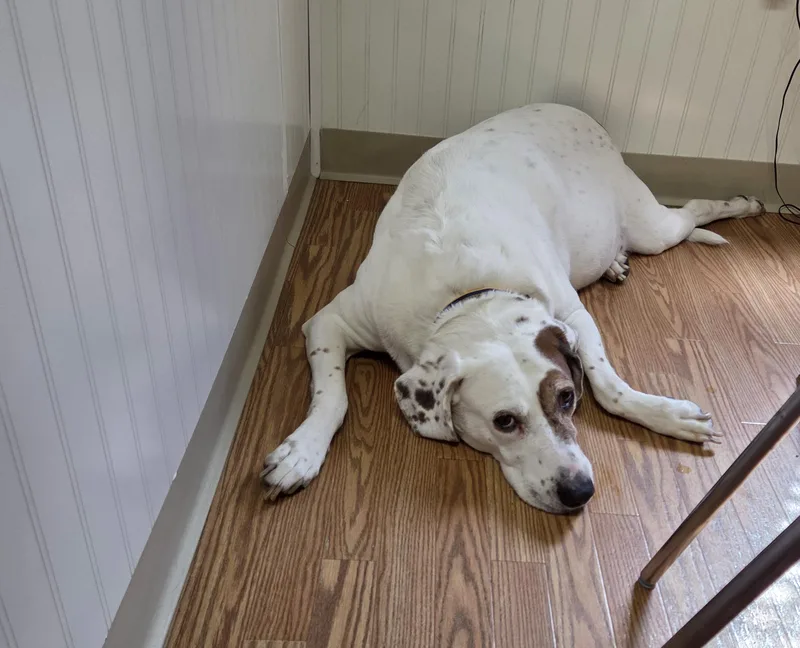 Danny Boy thumbnail 3