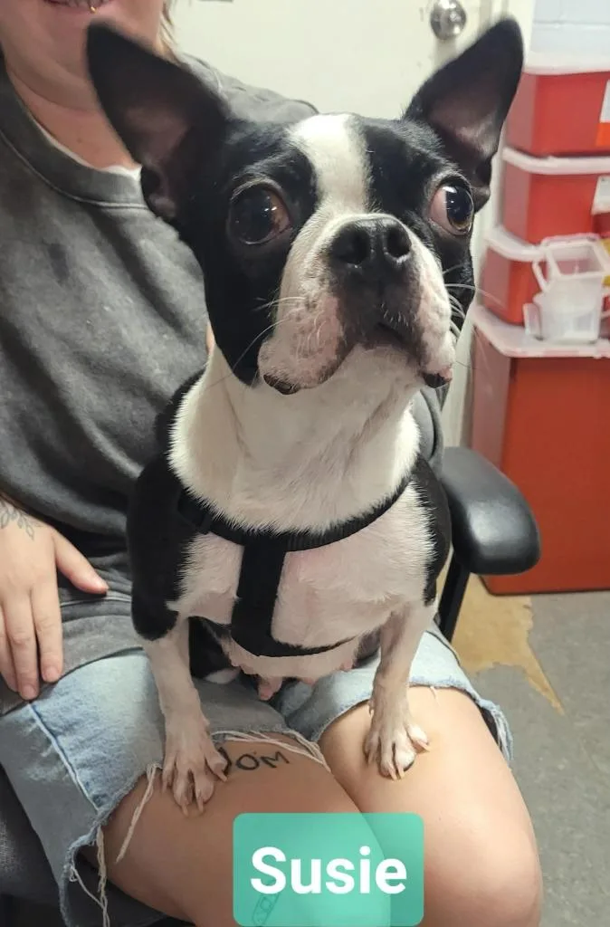 A young small-sized female Boston Terrier dog named Susie for adoption in Richmond, IN