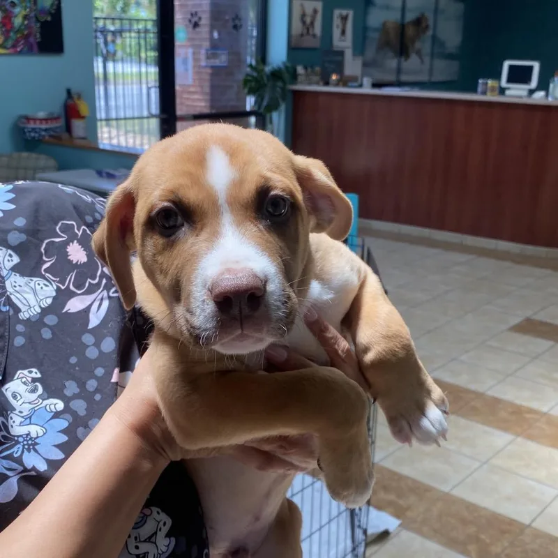 A baby medium-sized male Red / Chestnut / Orange Hound dog named Osbourne for adoption in Columbus, GA