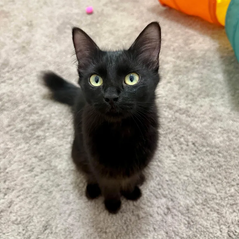 A baby medium-sized female Black Domestic Short Hair cat named Isla for adoption in Queen Creek, AZ