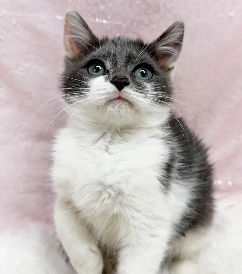 A baby small-sized female Russian Blue cat named Glinda is oh so for adoption in Bedford Hills, NY