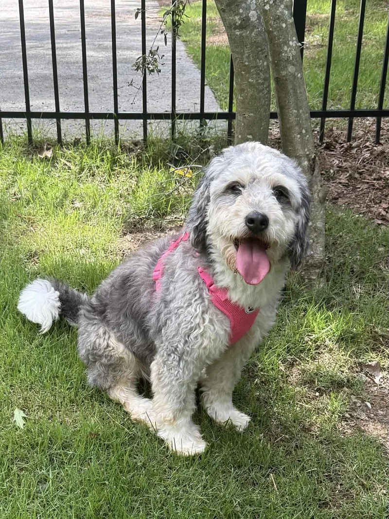An adult medium-sized female Bernadoodle dog named Callaway for adoption in Anniston, AL