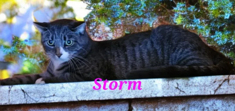 An adult medium-sized male Domestic Short Hair cat named Storm for adoption in Jim Thorpe, PA