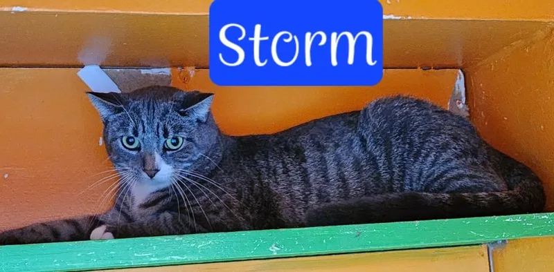 Storm thumbnail 2