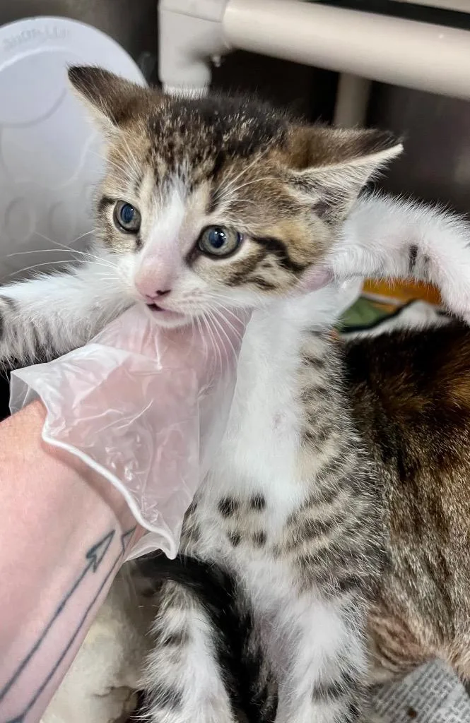 A baby medium-sized male Domestic Short Hair cat named Citgo for adoption in Cincinnati, OH