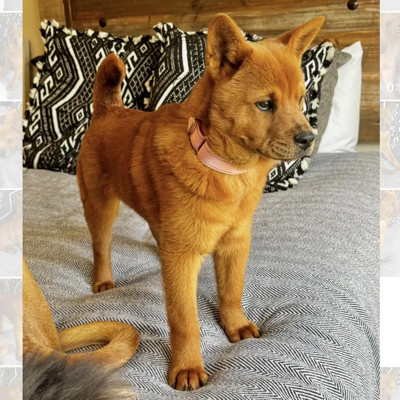 A baby medium-sized female Red / Chestnut / Orange Chow Chow dog named Mochi for adoption in Longview, TX