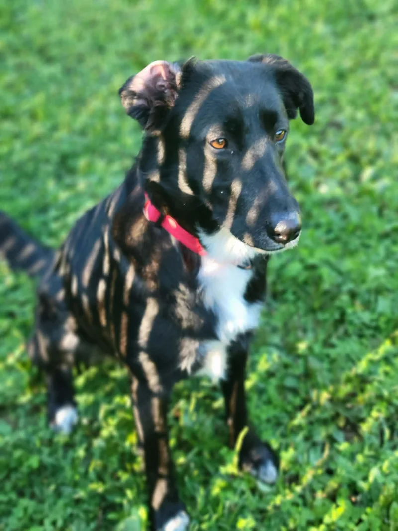 An adult medium-sized female Black Border Collie dog named Bonnie for adoption in Lock Haven, PA