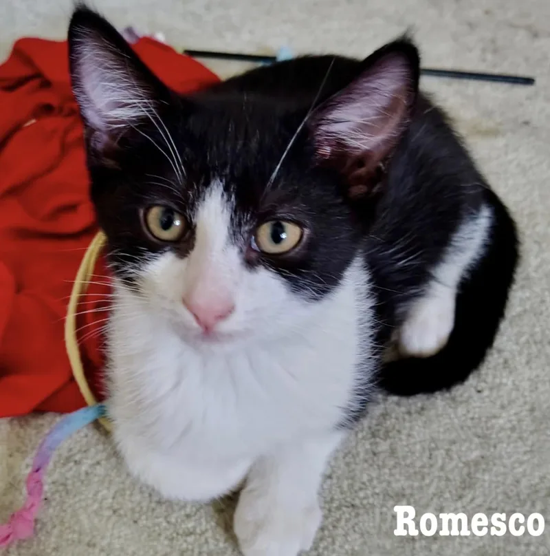 A baby medium-sized male Domestic Short Hair cat named Romesco for adoption in Rochester, NY