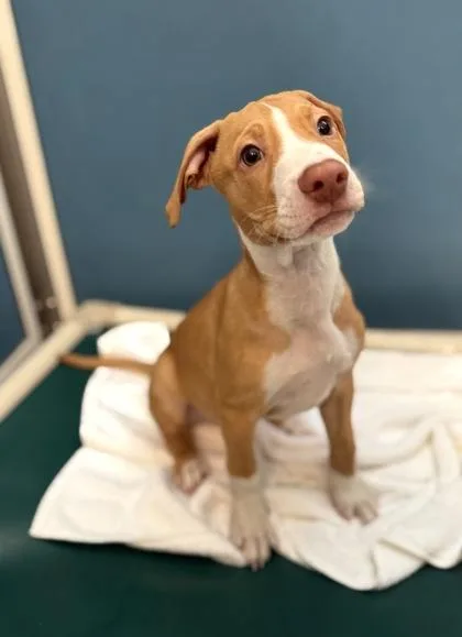 A baby small-sized male Terrier dog named Theo for adoption in Honolulu, HI