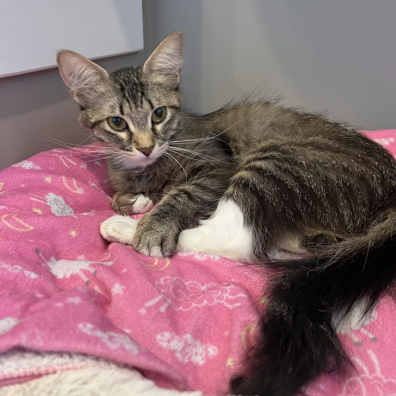 An adult medium-sized female Tabby (Brown / Chocolate) American Shorthair cat named Fiona for adoption in Jamestown, ND