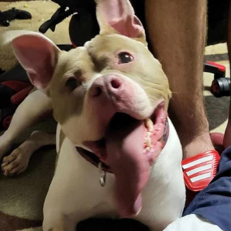 Sugar Ray thumbnail 2