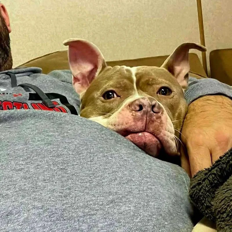 Sugar Ray thumbnail 4