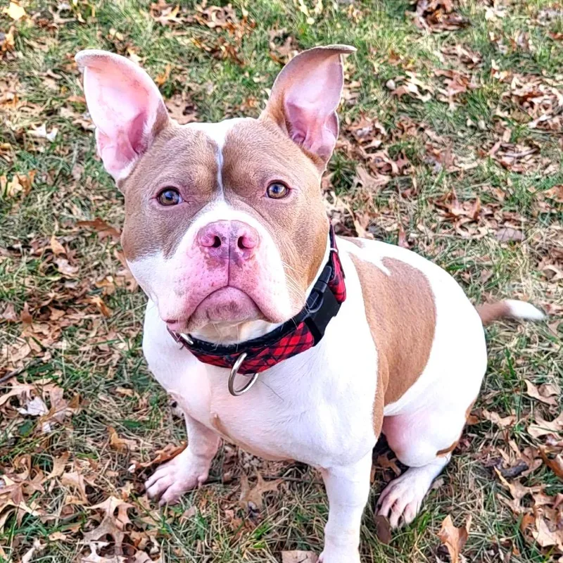 Sugar Ray thumbnail 5