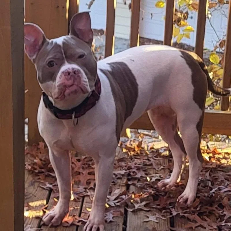 Sugar Ray thumbnail 6