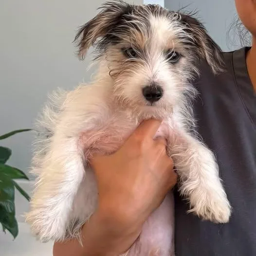 A baby small-sized male Yorkie Poo dog named Benji for adoption in Matthews, NC