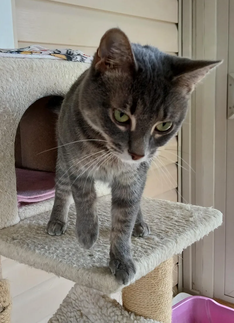 An adult medium-sized female Gray / Blue / Silver Domestic Short Hair cat named Sage for adoption in Germansville, PA