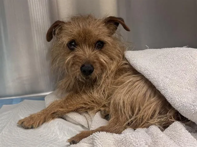 A young small-sized male Terrier dog named Rusty for adoption in Lancaster, CA