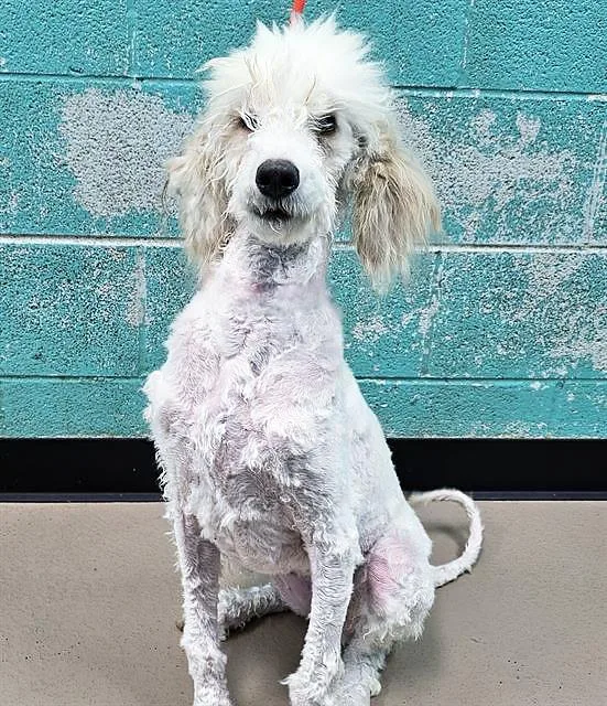 A young medium-sized female Yellow / Tan / Blond / Fawn Mixed Breed dog named Solitaire for adoption in Nashville, TN